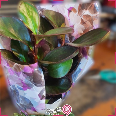خرید گلدان گیاه برگ بیدی نانو g-g-na-250