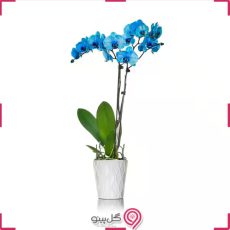 گلدان گل ارکیده آبی