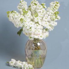 دسته گل شب بو
