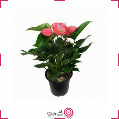 گلدان آنتوریوم g-g-dg-104