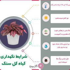 گیاه گل سنگ