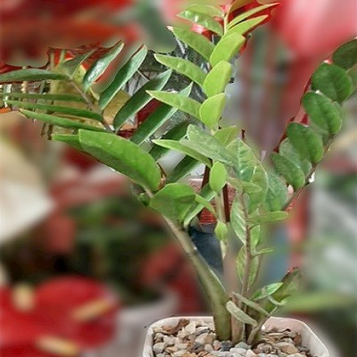 گلدان گیاه زاموفیلیا g-g-kam-470