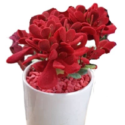 گلدان کراسولا قرمز g-g-kam-471