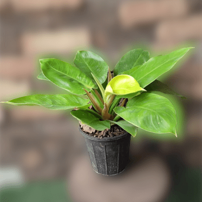 گلدان فیلودندرون لیمویی g-g-lad-340