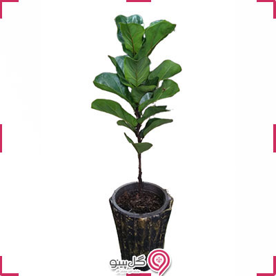 گیاه فیکوس لیراتا g-g-shahr-108