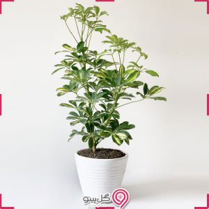 گیاه شفلرا بلند g-g-shahr-117