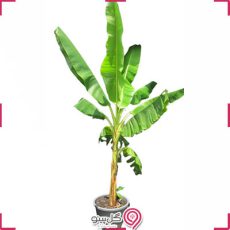 گیاه درختچه موز g-g-shahr-123