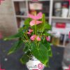 خرید گلدان آنتوریوم مینیاتوری g-g-arm-106-2