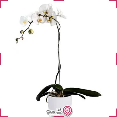 گلدون گل ارکیده سفید تک شاخه g-g-hgol-293