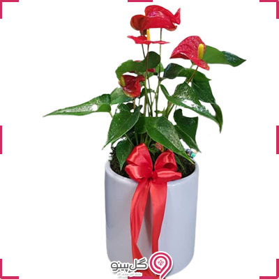 گلدان آنتریوم مینیاتوری با گلدان سفید g-g-la-326