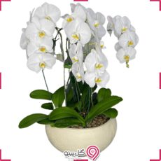 گلدان گل ارکیده سفید g-g-rol-718