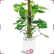 گیاه فیلودندرون برگ انجیری g-g-shahr-130