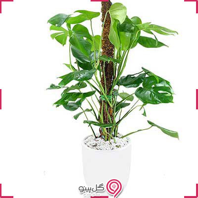 گیاه فیلودندرون برگ انجیری g-g-shahr-130