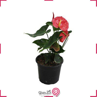 گلدان گل انتوریوم g-g-shahr-131