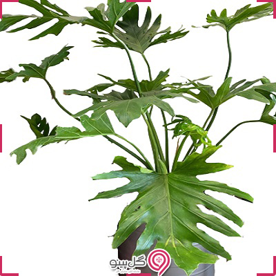 گلدان گیاه برگ انجیری g-g-zho-103