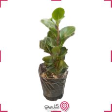 گلدان گیاه زاموفیلیا کوچک g-g-gj-125