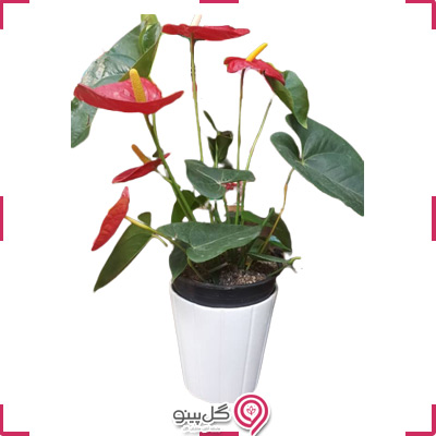 گیاه آنتوریوم با گلدان g-g-gj-129