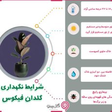 گیاه فیکوس بلک
