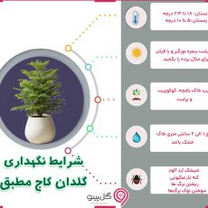 گیاه کاج مطبق