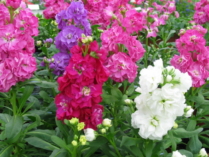 شب بو برای عید