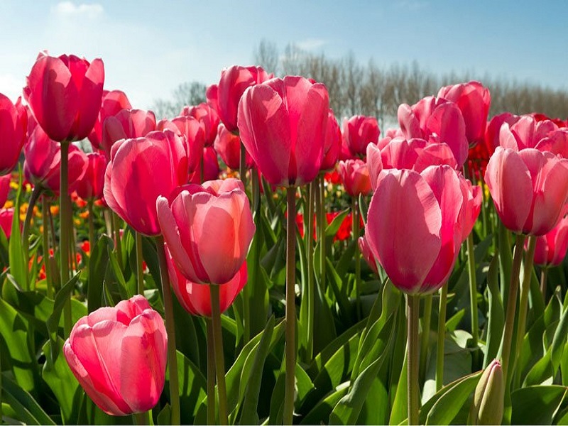 لاله برای عید