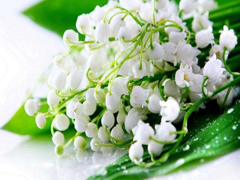 گل های مخصوص عید نوروز
