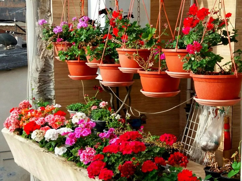 گلفروشی فرمانیه