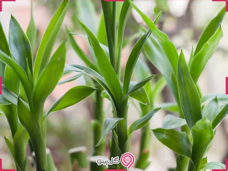 بامبو لاکی