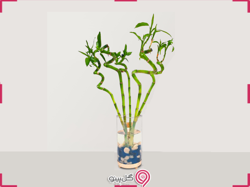 خرید و سفارش بامبو