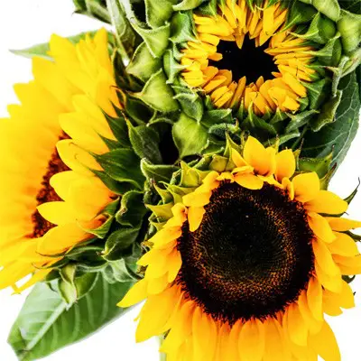 دسته گل آفتابگردان هیمان g-f-rol-728