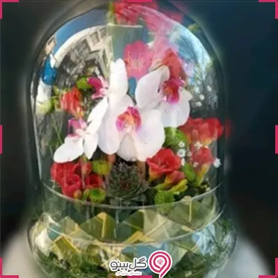 خرید تراریوم ارکیده کوچک g-te-101