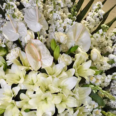 تاج گل مارین