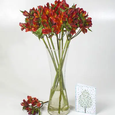 دسته گل آلسترومریا