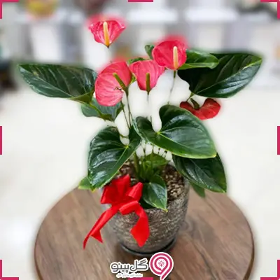 گلدان آنتوریوم