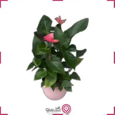 گلدان آنتوریوم g-g-dg-104