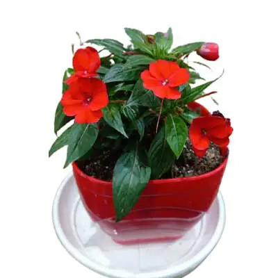 حنا یا ایمپیشن g-g-b10-112