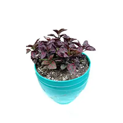 گلدان گل سنگ بنفش