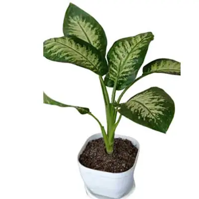 دیفن باخیا g-g-b10-103