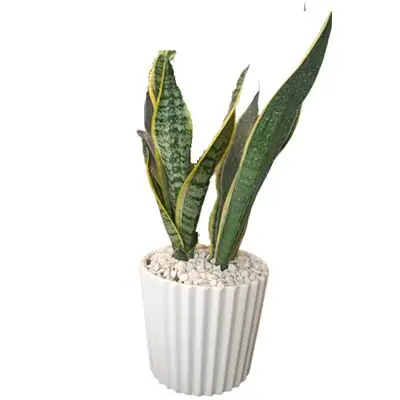 سانسوریا کرواتی ابلق g-g-min-105