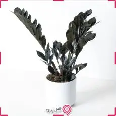 گلدان زامیفولیا سوپر بلک g-g-b10-125