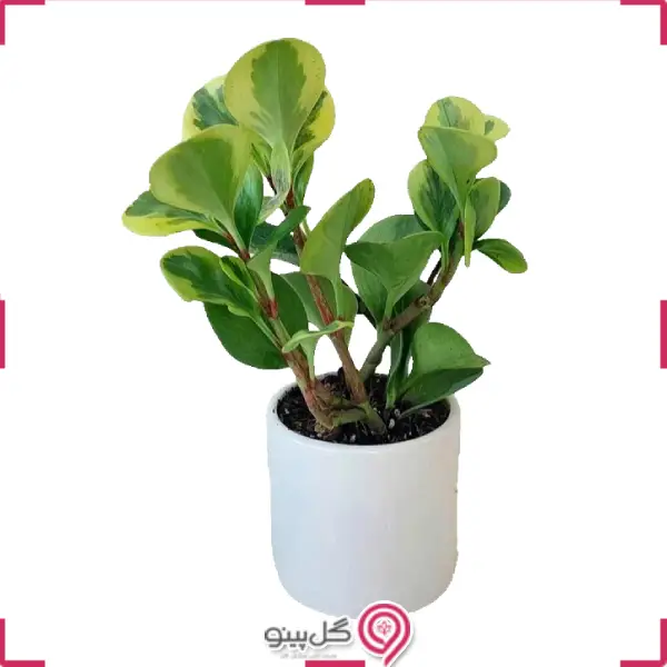 گلدان قاشقی ابلق g-g-gj-103