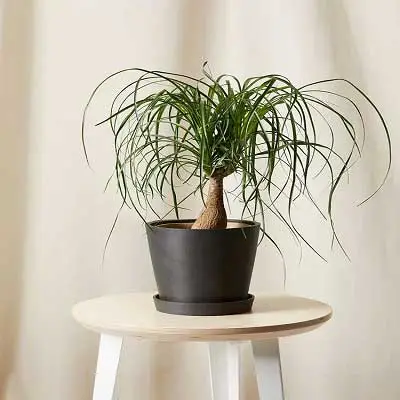 لیندا g-g-mib-111