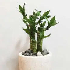 بامبو لوتوس g-g-mib-114