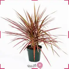 گیاه دراسنا بزرگ g-g-shahr-120