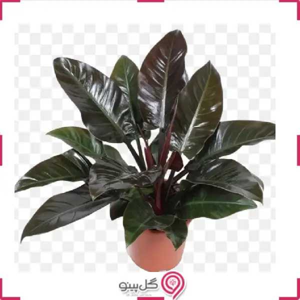 گیاه فیلودندرون ردکنگو بلک g-g-shahr-124