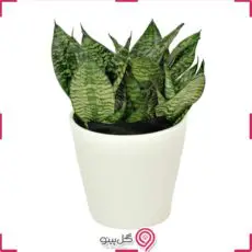 سانسوریا پاکوتاه سبز g-g-hol-103