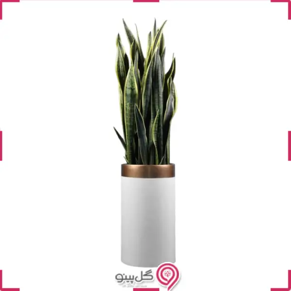گلدان سانسوریا شمشیری ابلق g-g-lad-346