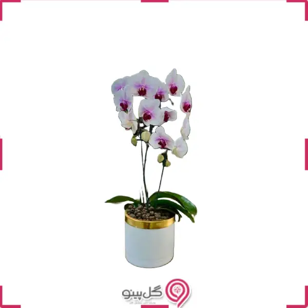 گل ارکیده صورتی