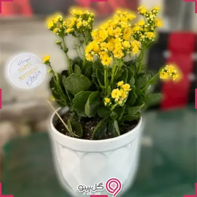 فروش گلدان گل کالانکوئه g-g-hol-106