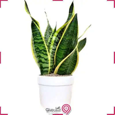 گیاه سانسوریا پاکوتاه ابلق g-g-shahr-138
